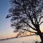 Blossoming tree at dusk with silhouetted birds, eclipsed sun, ocean, mountains