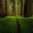 Enchanting forest scene with tall trees and green foliage under shafts of light