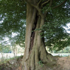 Twisted roots of ancient tree on sandy soil with dense canopy