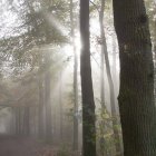 Misty forest scene with sunlight filtering through trees