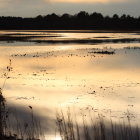 Tranquil Sunset Lake with Silhouetted Vegetation and Lily Pads