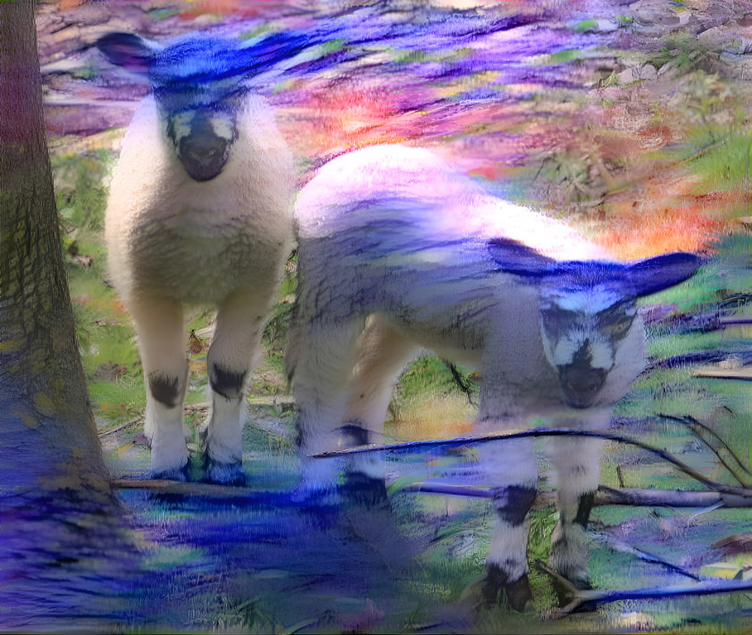 Sheep