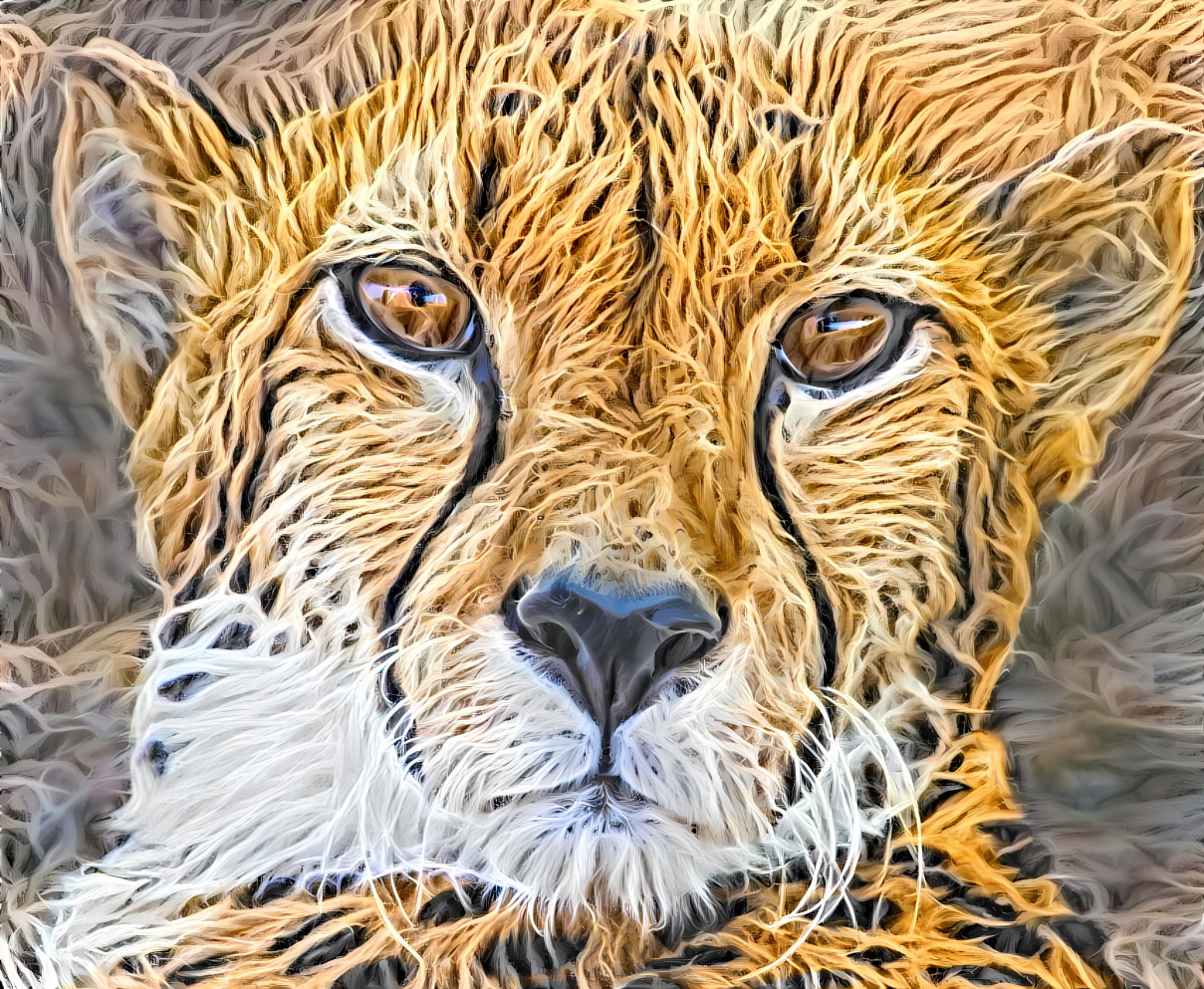 cheetah