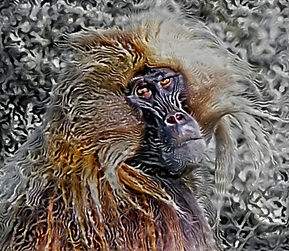 A Baboon