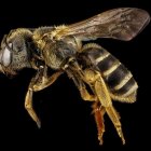 Detailed Illustration of Translucent-Winged Bee on Black Background