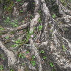 Mystical forest with twisted trees and glowing flora