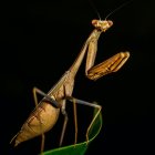 Metallic mechanical praying mantis on green leaf against black background