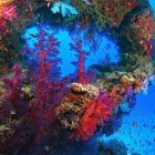 Colorful Coral Reefs and Marine Life in Vibrant Underwater Scene