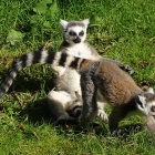 Colorful Cartoon Lemurs in Enchanted Forest Glade