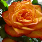 Multicolored rose with blue and red splashes on green foliage