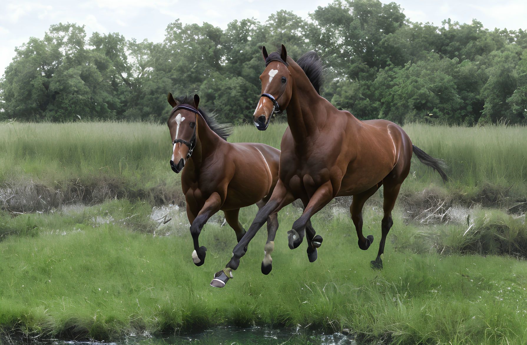 Two galloping horses in lush greenery with creek and trees.