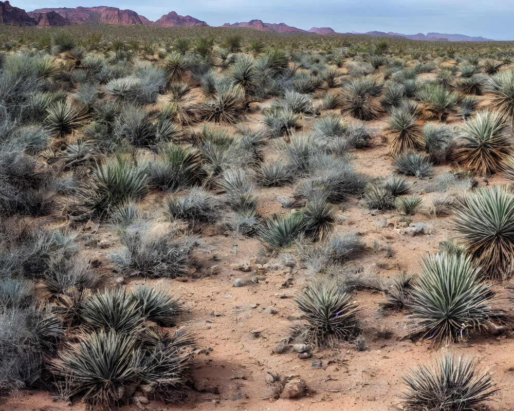 Desert landscape with spiky yucca plants, sandy soil, and distant mountains under cloudy