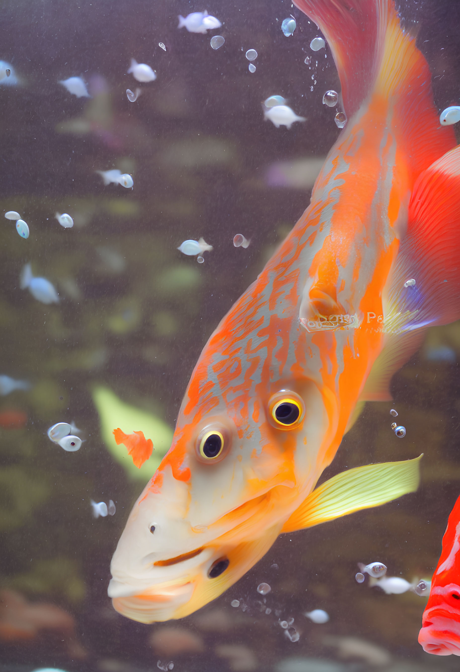 Colorful Orange Koi Fish with Black Spots and Yellow Fins Swimming Underwater