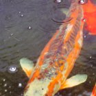 Colorful Orange Koi Fish with Black Spots and Yellow Fins Swimming Underwater