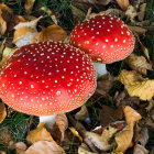 Vibrant red and white Amanita muscaria mushrooms in autumn setting