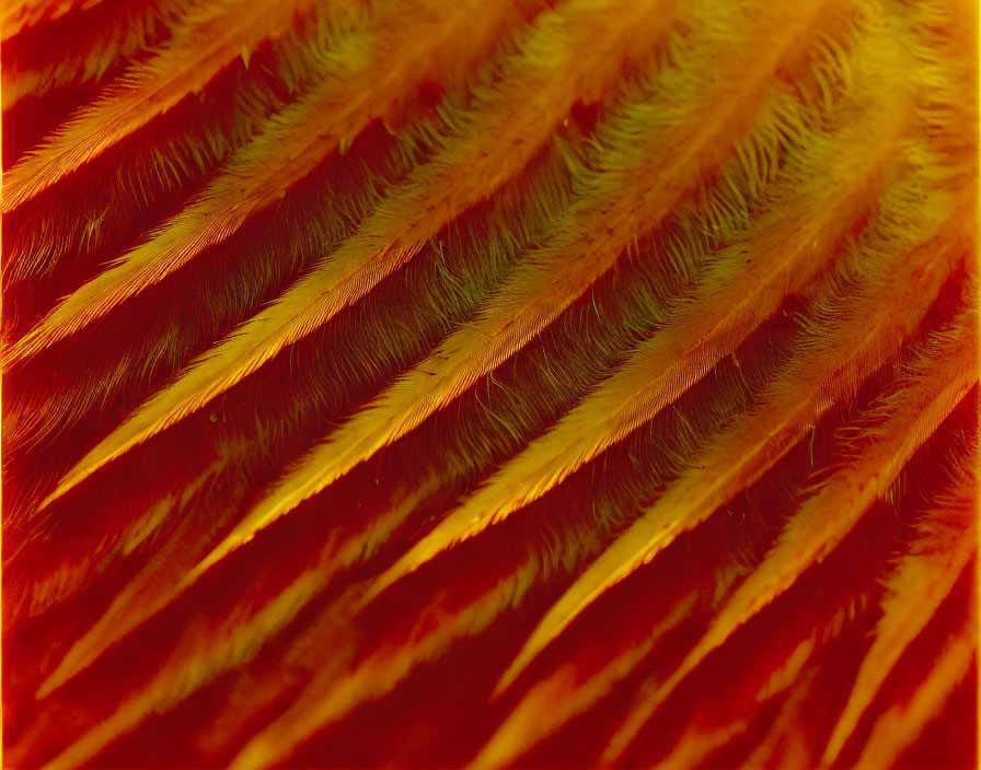 Vibrant red and yellow bird feathers close-up shot