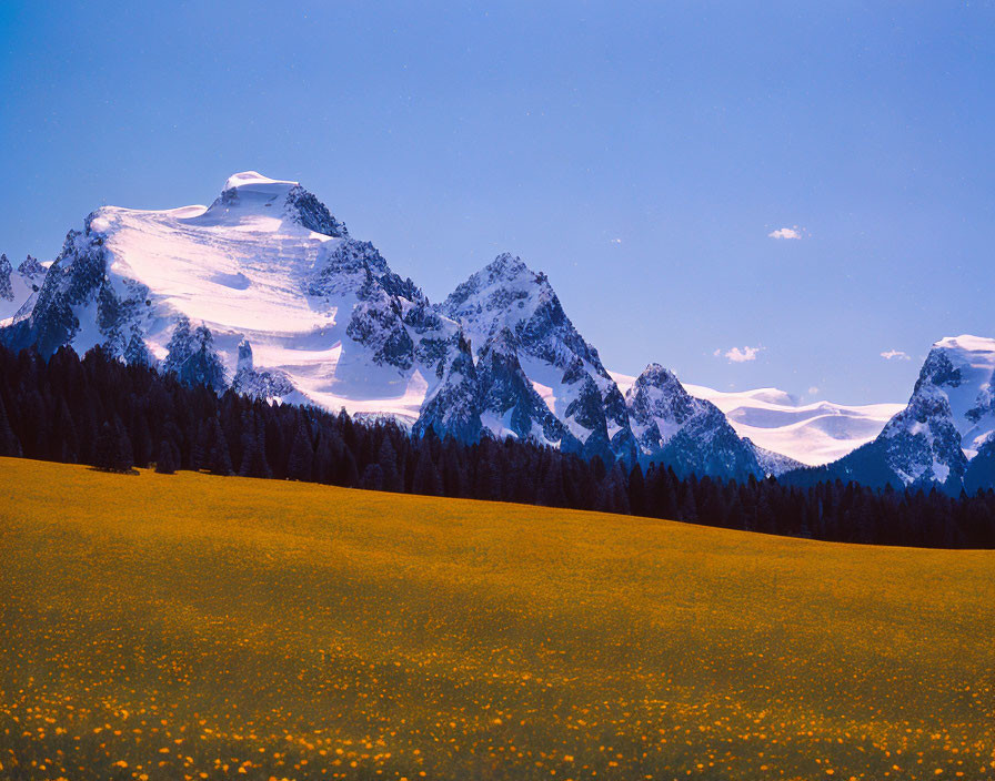 Scenic view of yellow wildflowers and snow-capped mountains