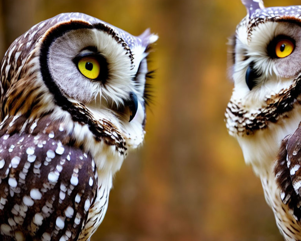 Striking Yellow-Eyed Owls in Detailed Plumage Against Forest Background