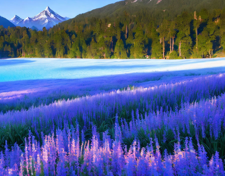 Lavender field, blue lake, tree-covered hills, snow-capped mountains under clear sky