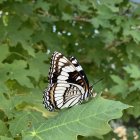 Colorful Butterfly Among Green Foliage and Smaller Butterflies