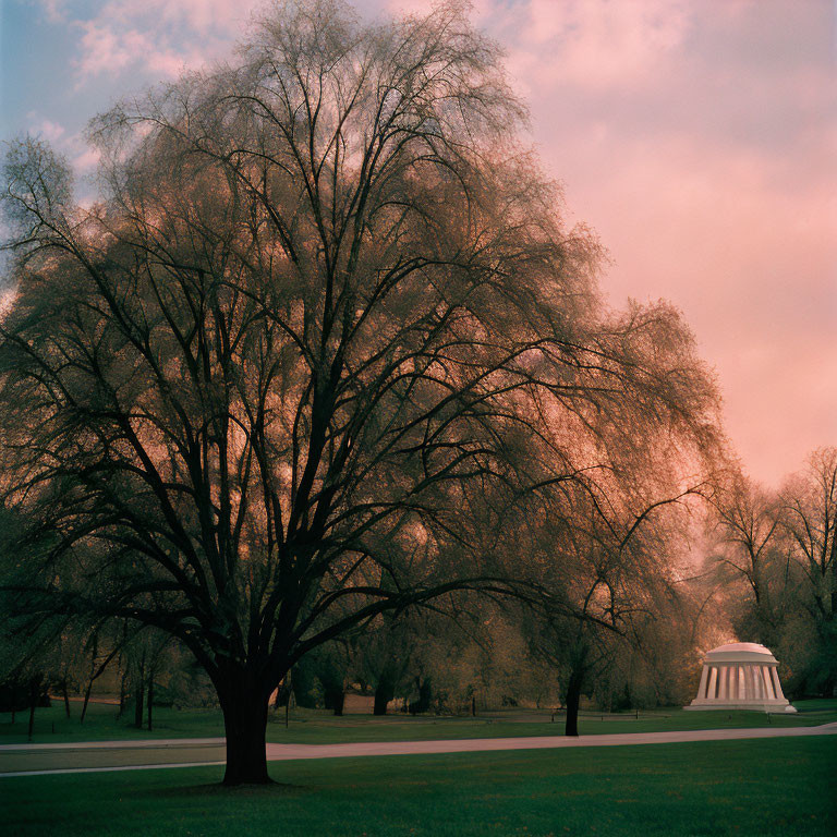 Spacious tree with bare branches under pink and blue sky, white gazebo in green grass landscape