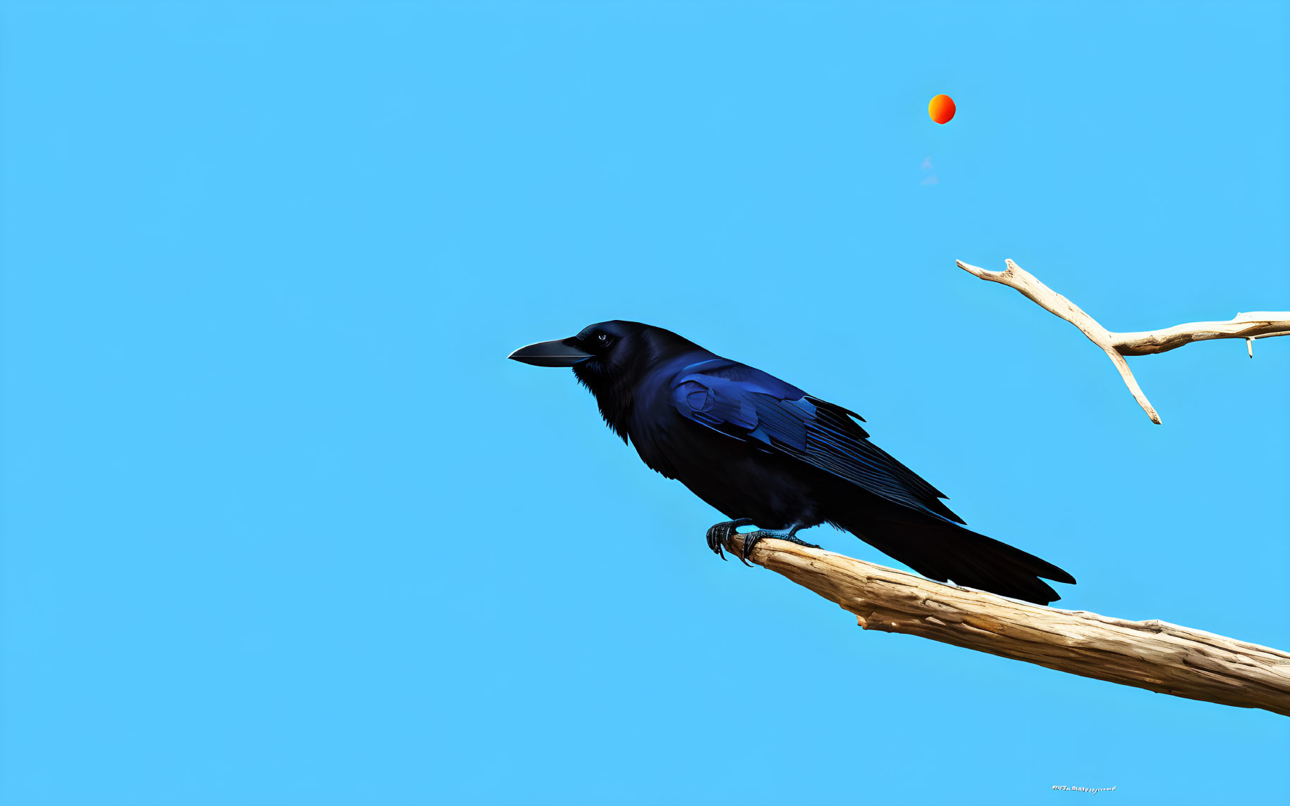 Black raven on bare branch against clear blue sky with orange object.