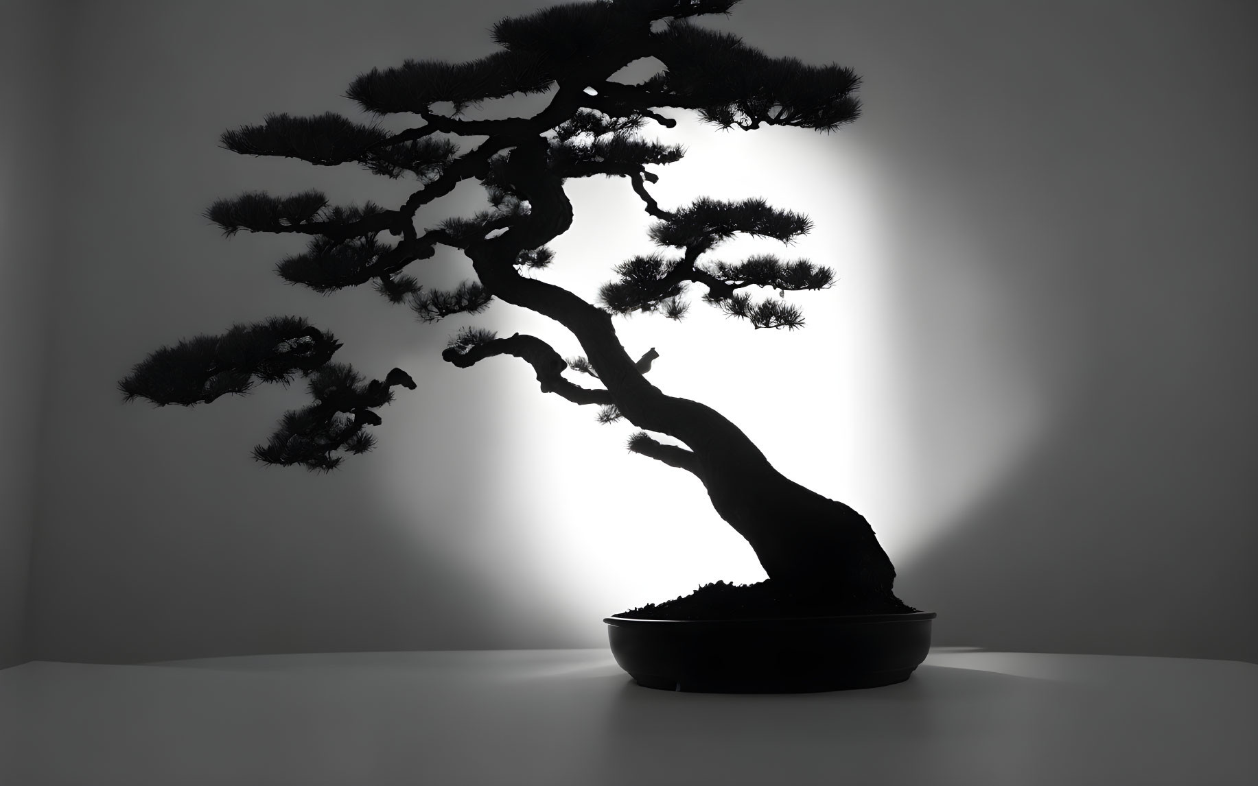 Bonsai tree silhouette on white background with dramatic lighting