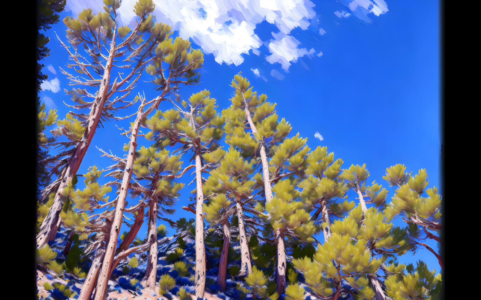 Tall pine trees under clear blue sky in sunlit forest