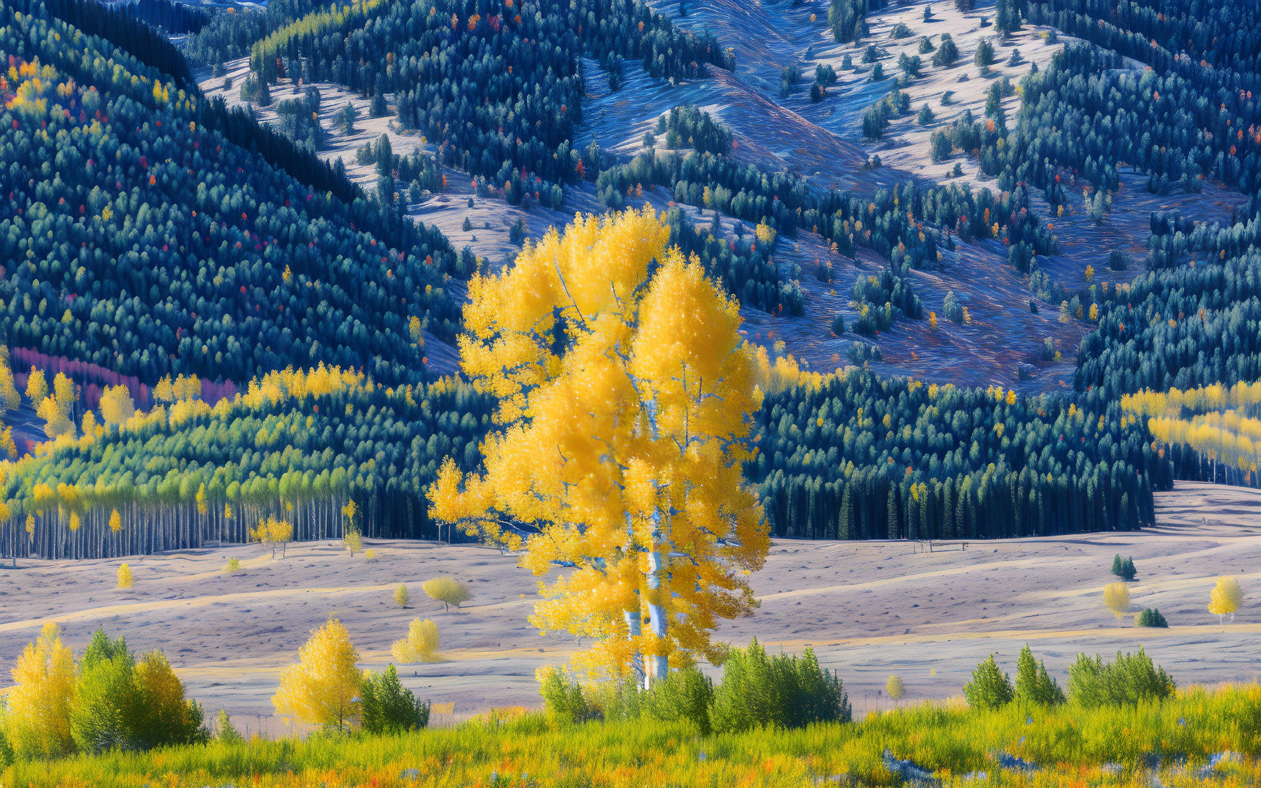 Aspen Tree