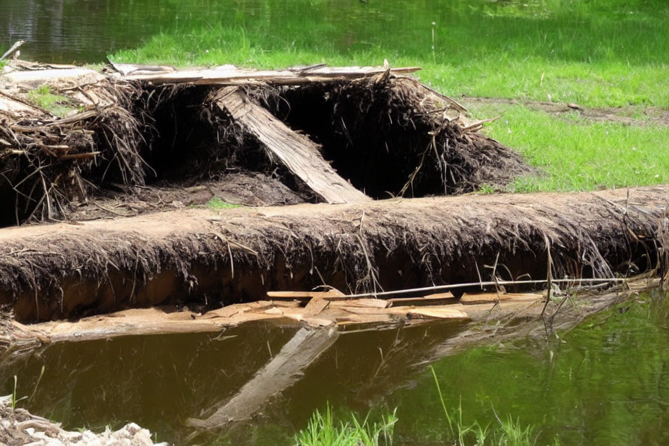 Fallen tree with exposed roots over water, depicting natural disruption