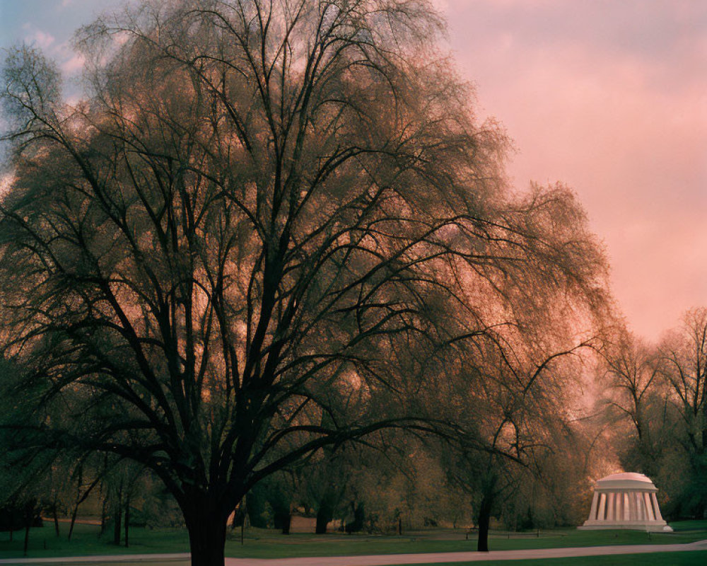 Spacious tree with bare branches under pink and blue sky, white gazebo in green grass landscape