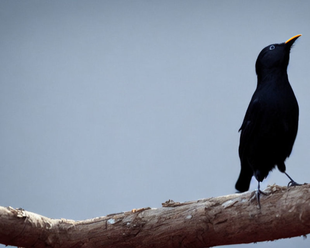 Blackbird with open beak perched on bare branch against blue-gray background