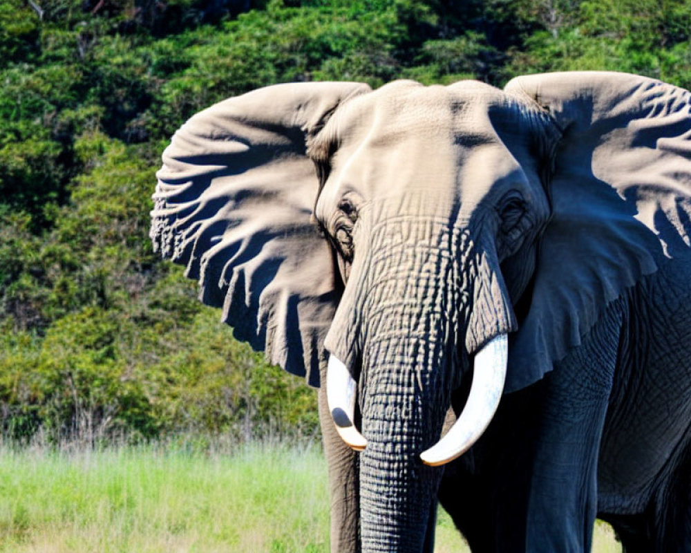 African Elephant with Large Ears and Tusks in Grassland