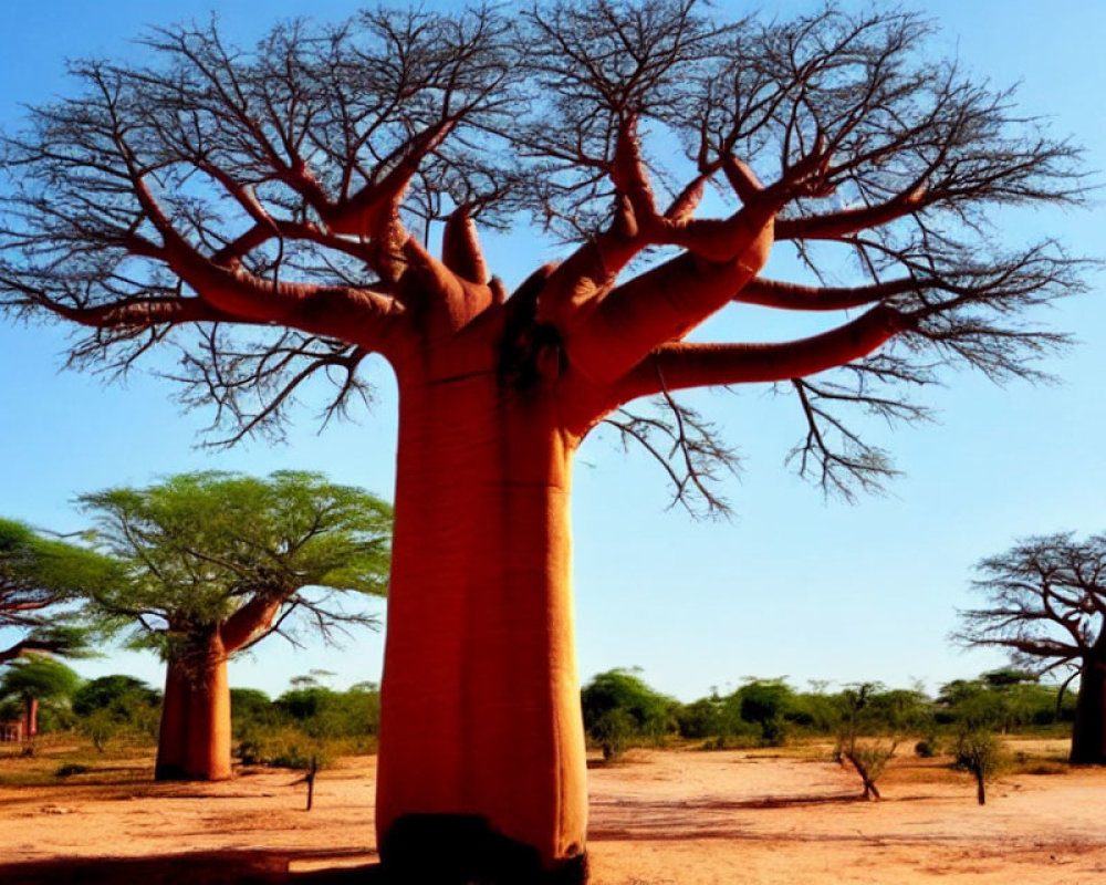 Prominent Baobab Tree in Sunlit Savannah Landscape