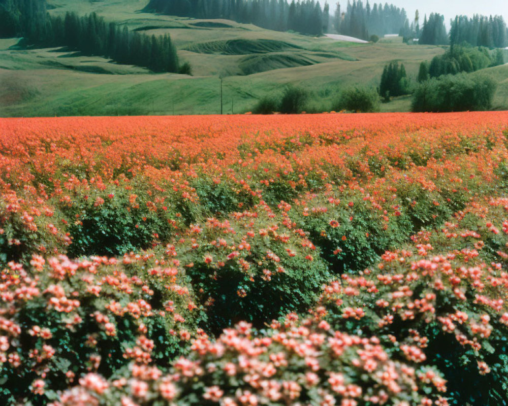 Colorful Flowers and Green Hills Landscape Under Clear Sky