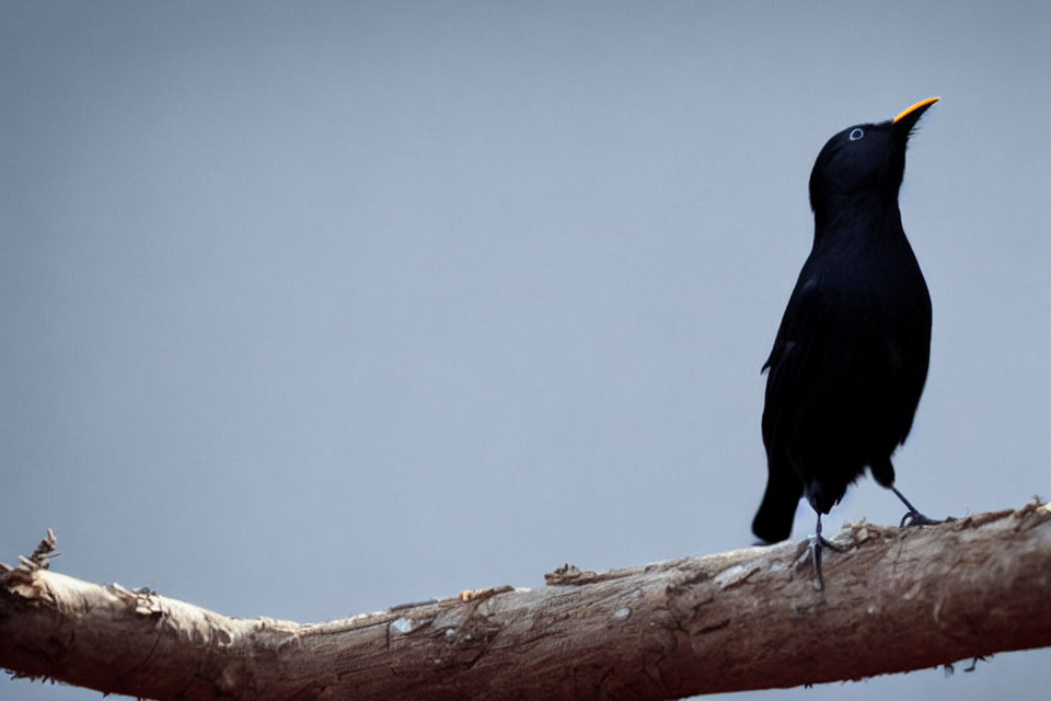 Blackbird with open beak perched on bare branch against blue-gray background