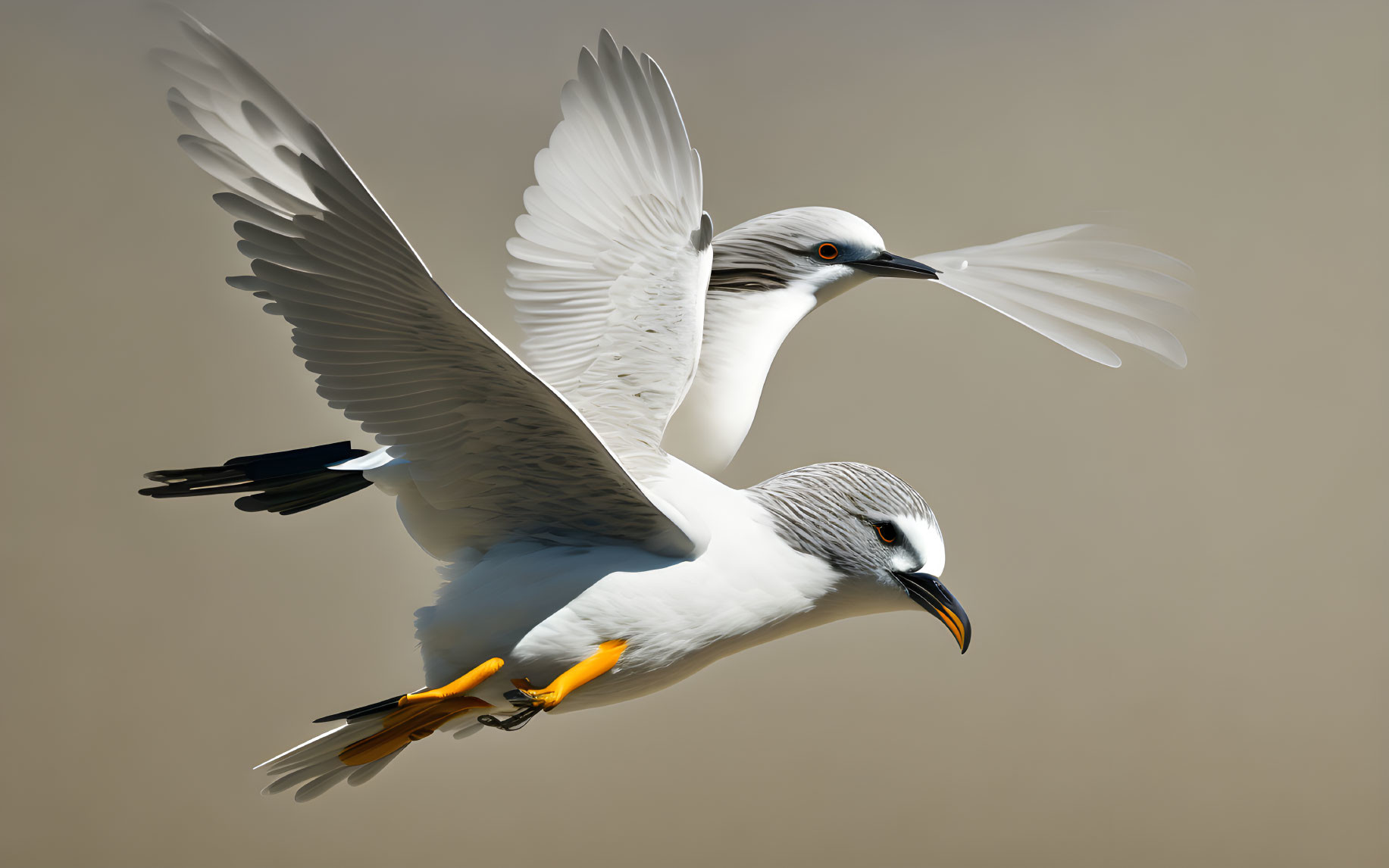 Two Seagulls Flying with Wings Extended on Beige Background