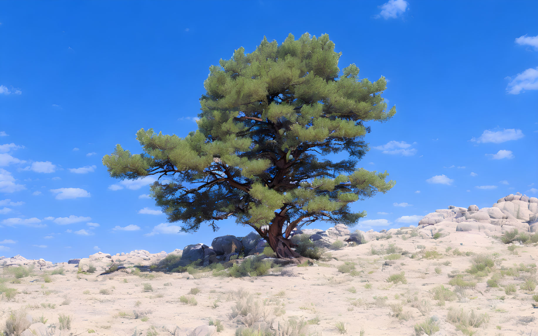 Lone lush pine tree in dry sandy landscape with rocky outcrops