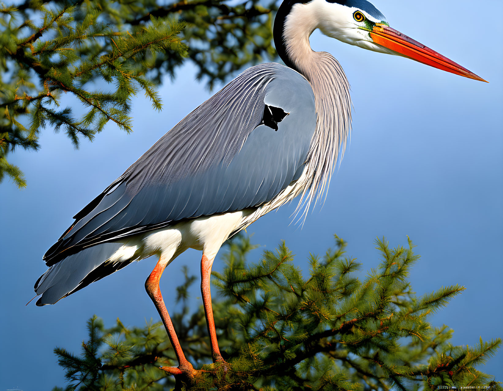 Majestic grey heron perched on pine branch against blue sky