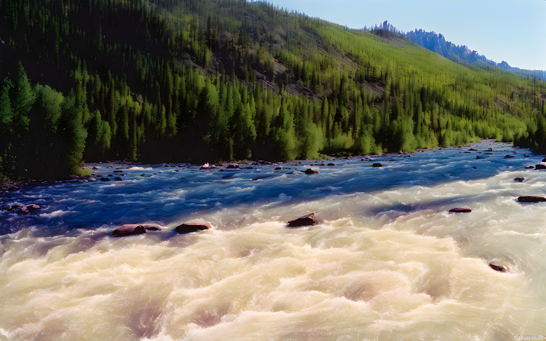 Scenic river with white rapids and pine forests landscape