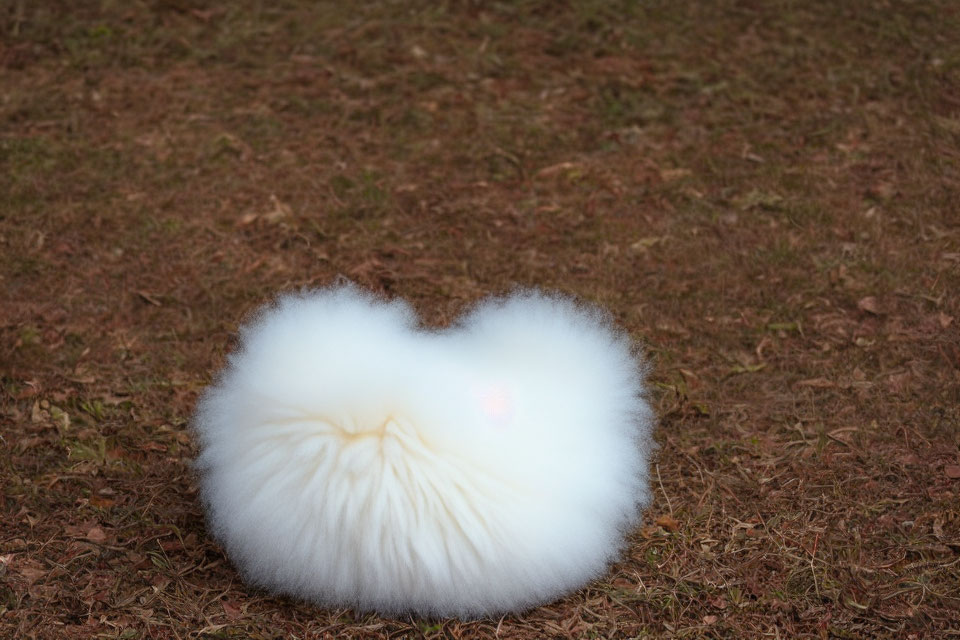 Fluffy White Heart-Shaped Object on Pine Needle Ground