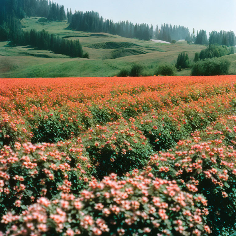 Colorful Flowers and Green Hills Landscape Under Clear Sky