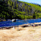 Scenic river with white rapids and pine forests landscape