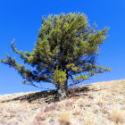 Lone lush pine tree in dry sandy landscape with rocky outcrops