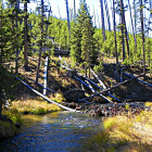 Autumn forest with vibrant mountain stream