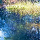 Tranquil pond with golden reeds, floating lilies, and colorful sky