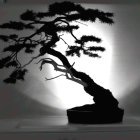 Bonsai tree silhouette on white background with dramatic lighting