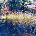 Vivid impressionistic painting of blue pond and yellow flowers