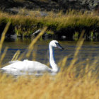 Swan gliding on multicolored waves in vibrant background