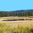 Colorful meadow painting with wildflowers and blue mountains